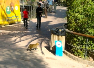 Gat corrent pel zoo de Barcelona