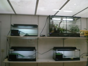 incubadores terrari